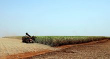 Cana de Açúcar Agronegócio