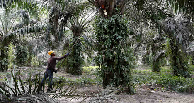 óleo de palma
