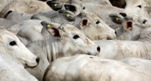 Criação de gado em Paulínia (SP) Boi Carnes