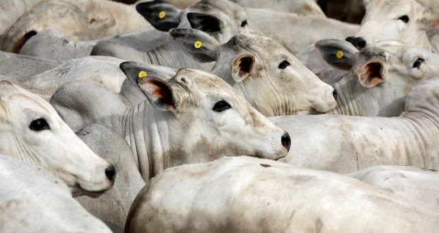 Criação de gado em Paulínia (SP) Boi Carnes