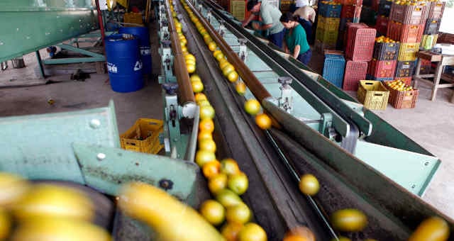 Trabalhadores selecionam laranjas em Limeira (SP)