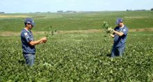 Agrônomos checam plantio de soja em Cruz Alta (RS)