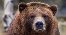 Urso Bear Market