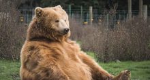 urso bear market mercado de baixa
