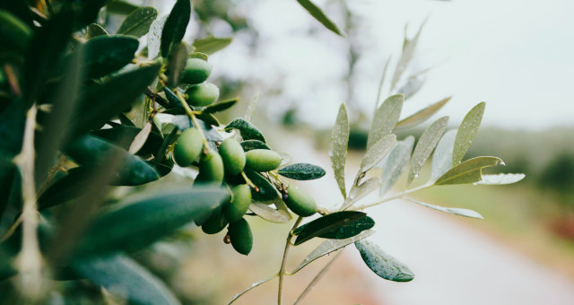 Azeite de oliva Oliveiras