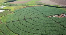 Agricultura Fazenda Plantação