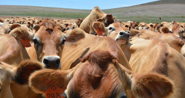 Boi Carnes Commodities Agronegócio Pecuária