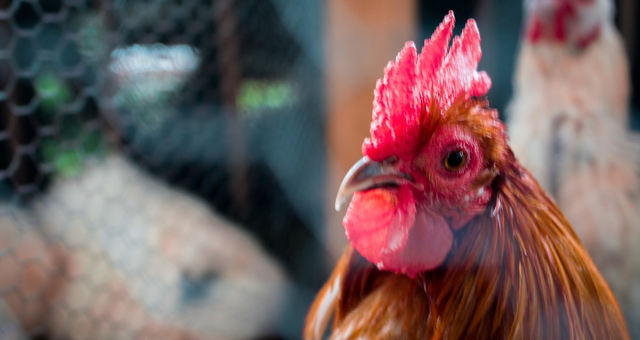 Frango gripe aviária