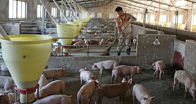 Porcos, Pecuária, China
