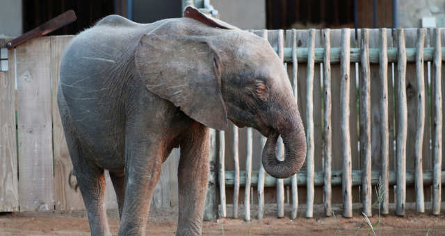 Khanyisa, a elefanta albina da África do Sul