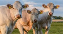 Boi Carnes Commodities Agronegócio gado