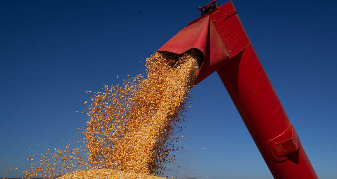 El maíz supera a la soja como principal cultivo en Argentina
