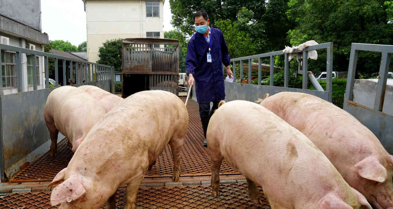 Porcos chegando a abatedouro na China
