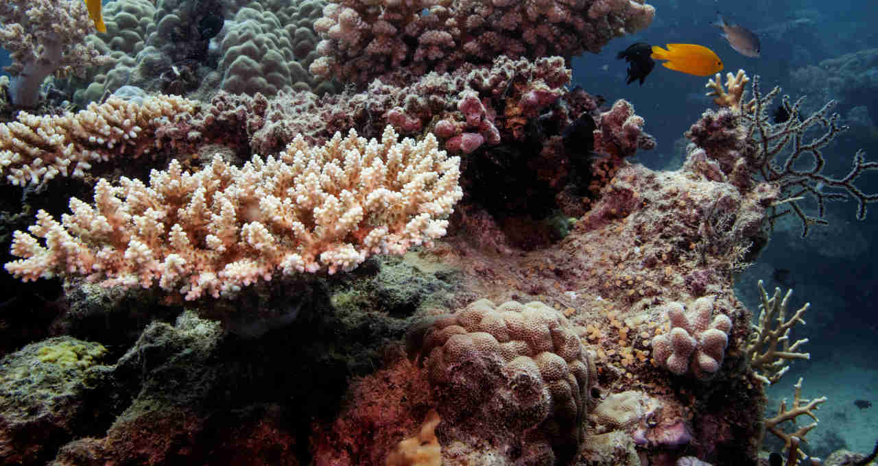 Corais da Austrália