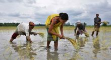 Mulheres plantando mudas de arroz em campo em Assam, na Índia