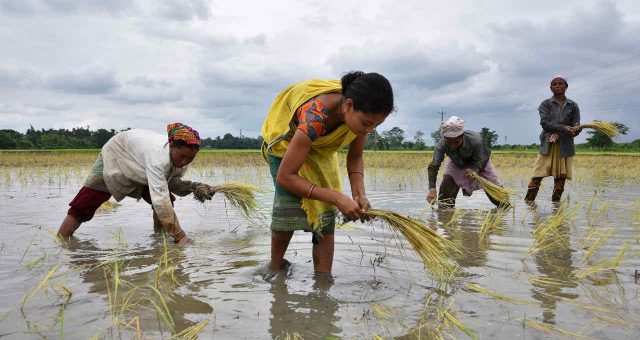 Previsão de fortes chuvas levanta preocupação com colheitas de arroz e trigo da Índia