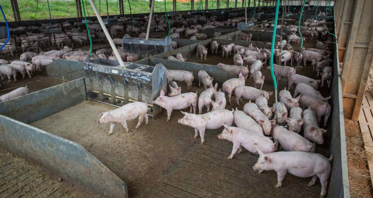 China comprará 40 mil t de carne suína congelada para reservas estatais