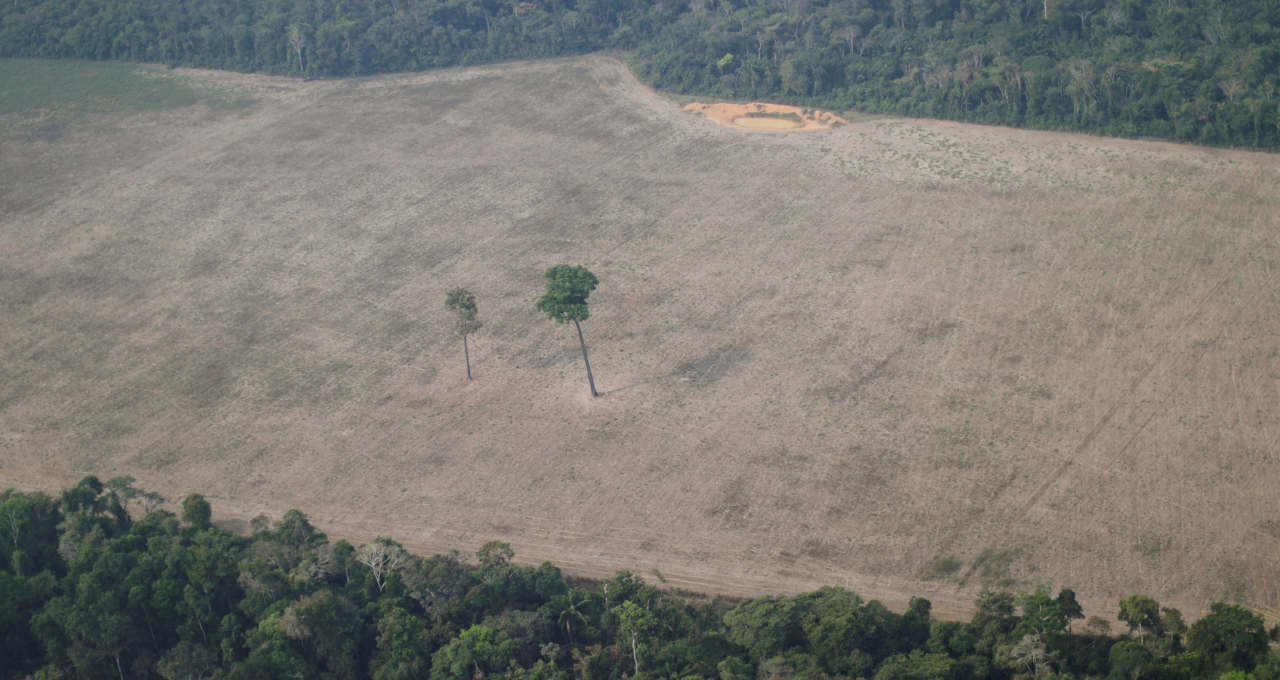 Desmatamento, Amazonas