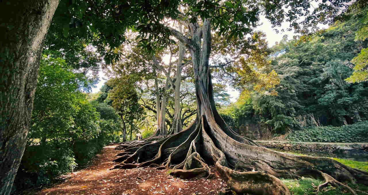 Árvore Taproot