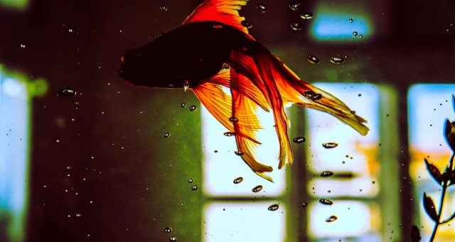 Empresa francesa suspende venda de aquários redondos: “Eles deixam os peixes loucos”