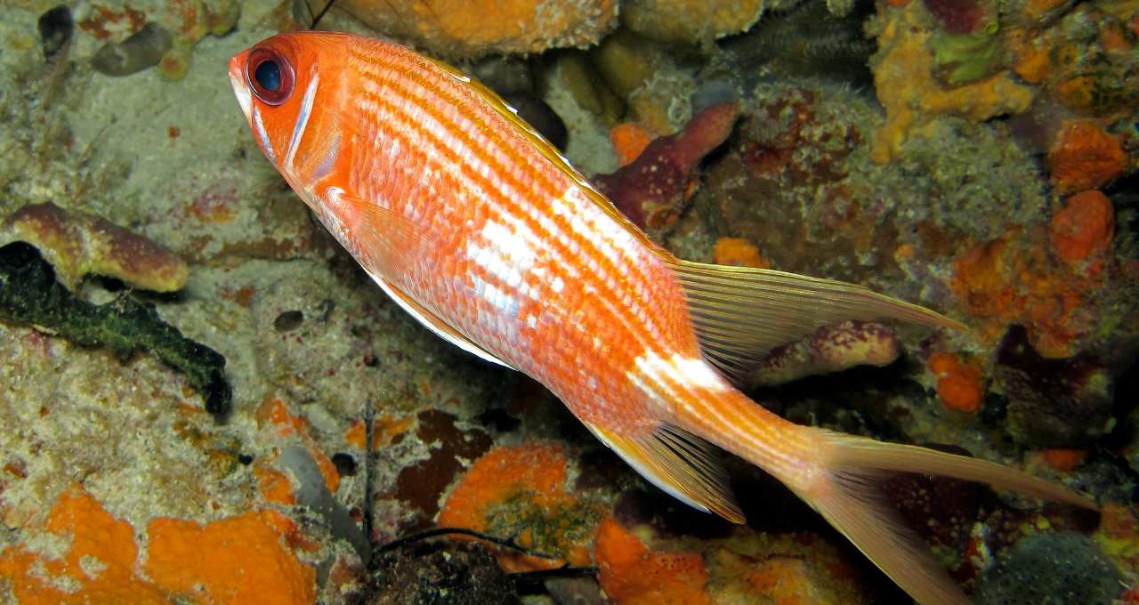 Peixe Holocentrus rufus