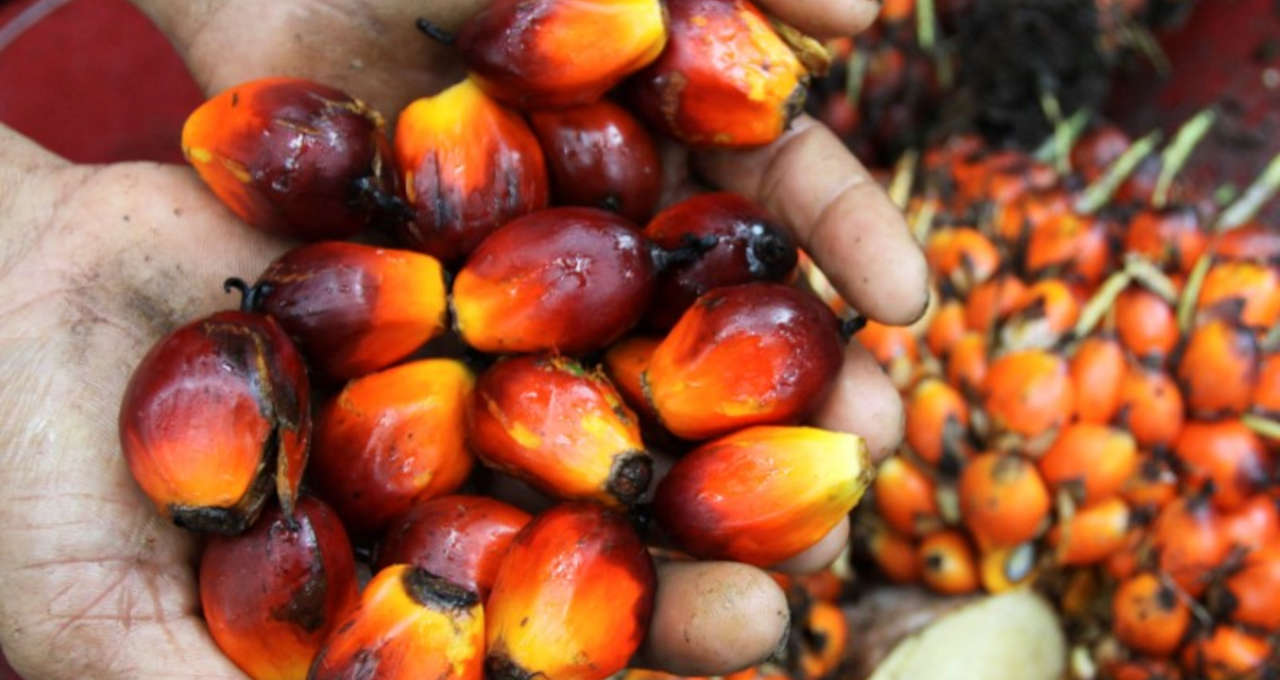 Fruto da palma na Indonésia