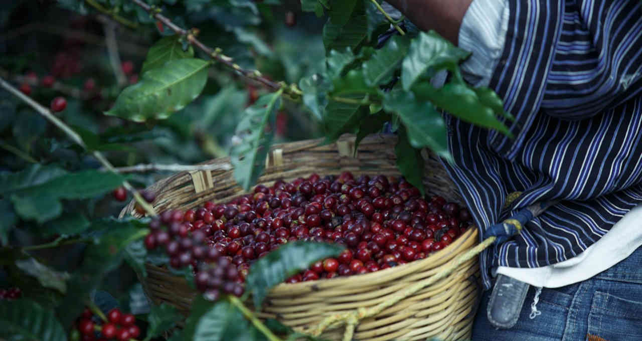 Café robusta ganha com queda na oferta do Vietnã