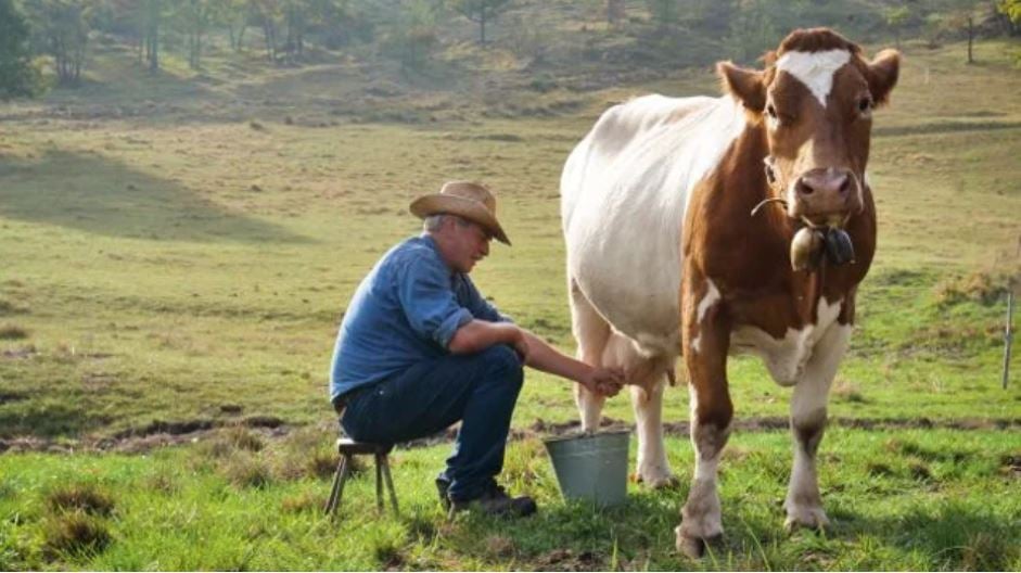 vaca leiteira da bolsa