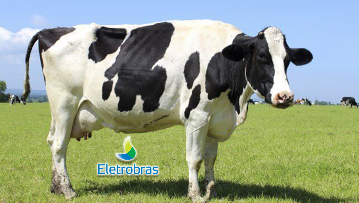 eletrobras vaca leiteira dividendos