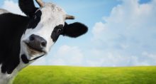 Ação barata, ‘vaca leiteira’ e que ganha com a Selic alta: conheça a seguradora que pode distribuir até 90% dos lucros este ano e encher o bolso dos acionistas com dividendos