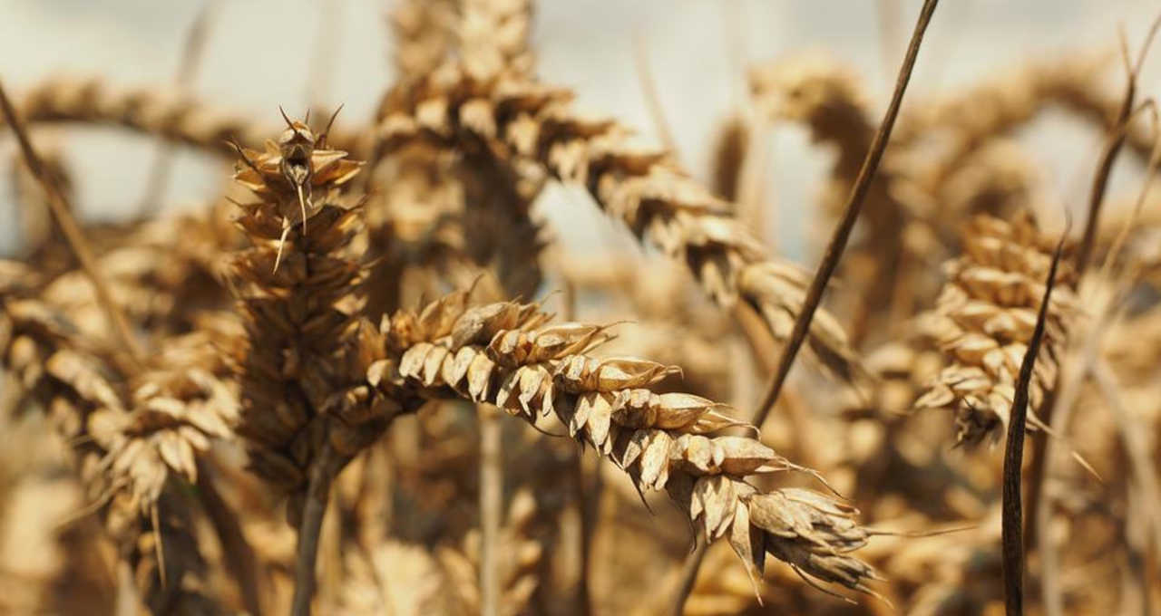EE. UU. vende 125,600 toneladas de trigo de la cosecha 2022-23 en la semana a la 16, dice el USDA – Money Times