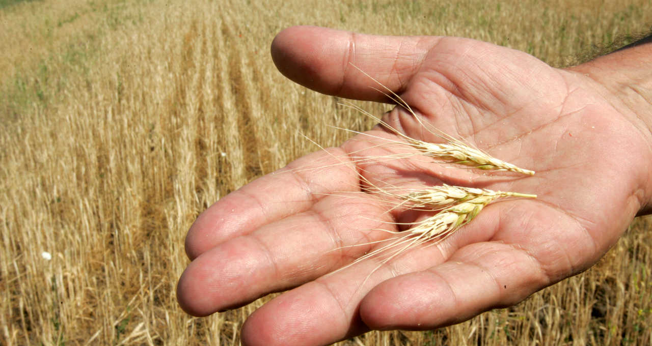 Lavoura de trigo na Ucrânia