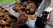 Cachos de frutas de palma na Malásia
