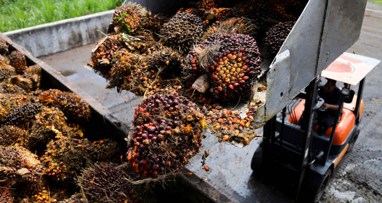 Cachos de frutas de palma na Malásia
