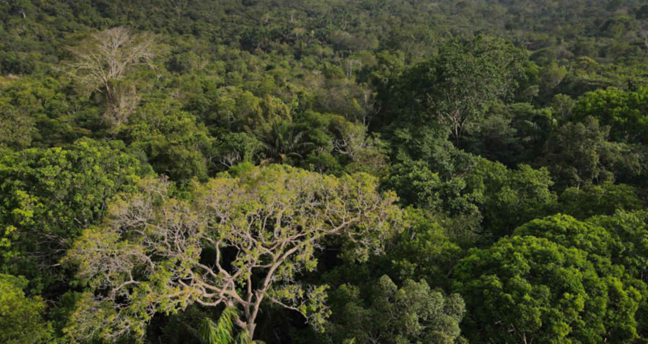 Vista aérea da floresta amazônica em Manaus