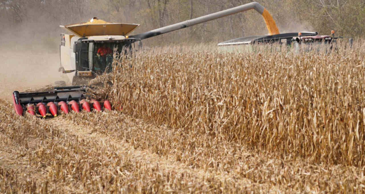 Colheita de milho em fazenda de Roachdale, Indiana