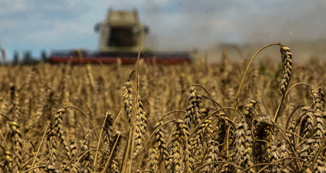 colheita de trigo na Ucrânia