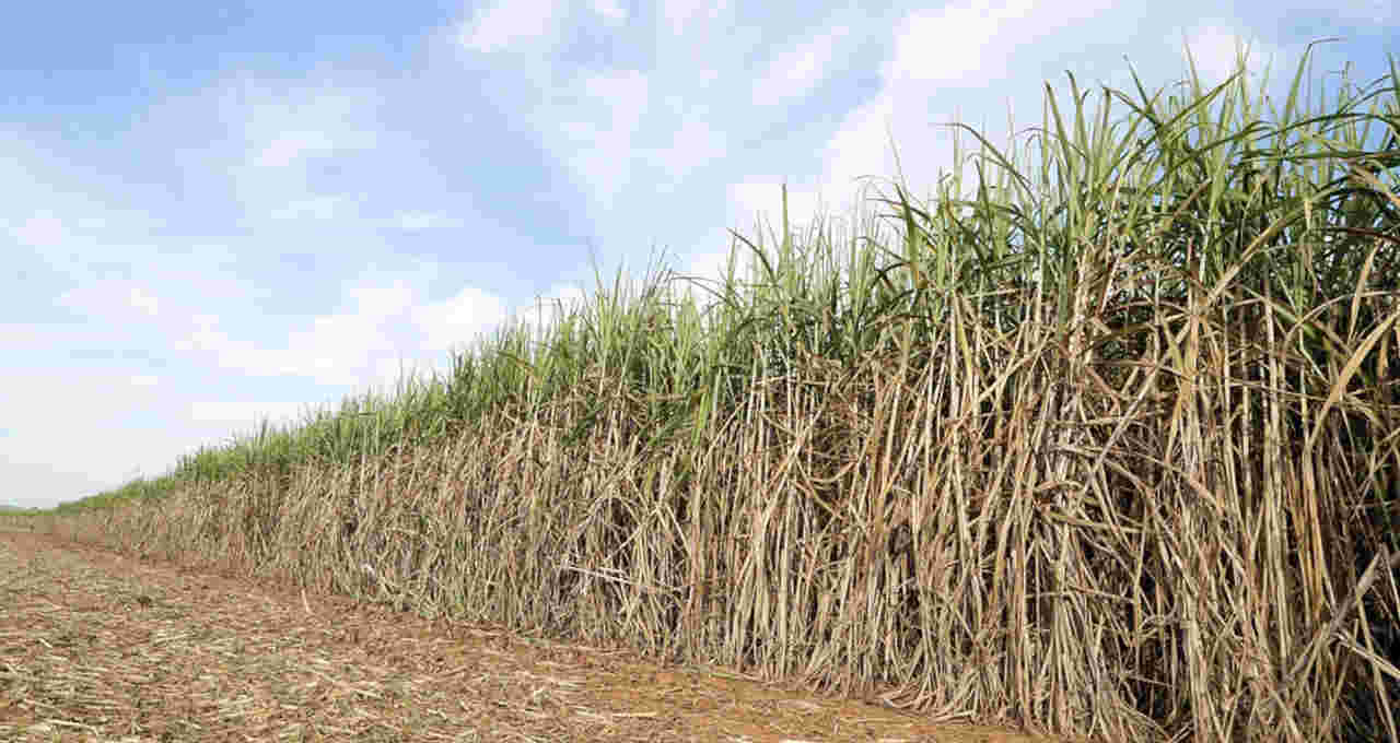 moagem de cana-de-açúcar no Centro-Sul