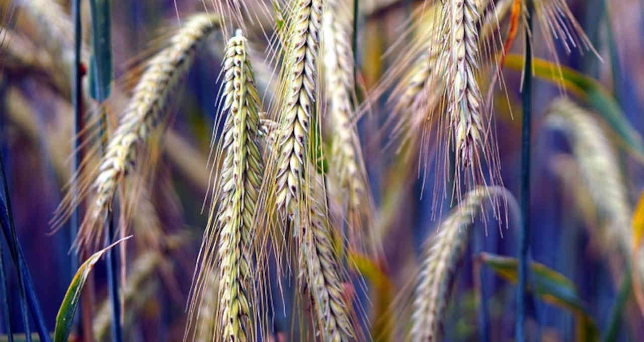 EE. UU. vende 473,100 toneladas de trigo de la cosecha 2022-23 en la semana a la 12, dice el USDA – Money Times