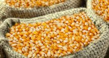 Vendas commodities milho trigo