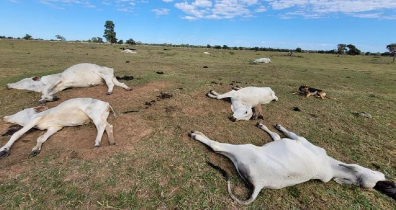 gado bovinos morte baixas temperaturas 