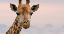 Girafa, imposto, reforma tributária