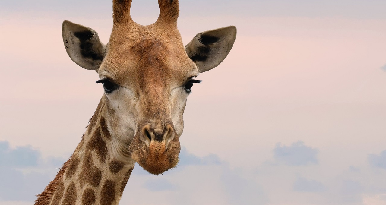 Girafa, imposto, reforma tributária