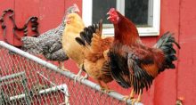 gripe aviária frango