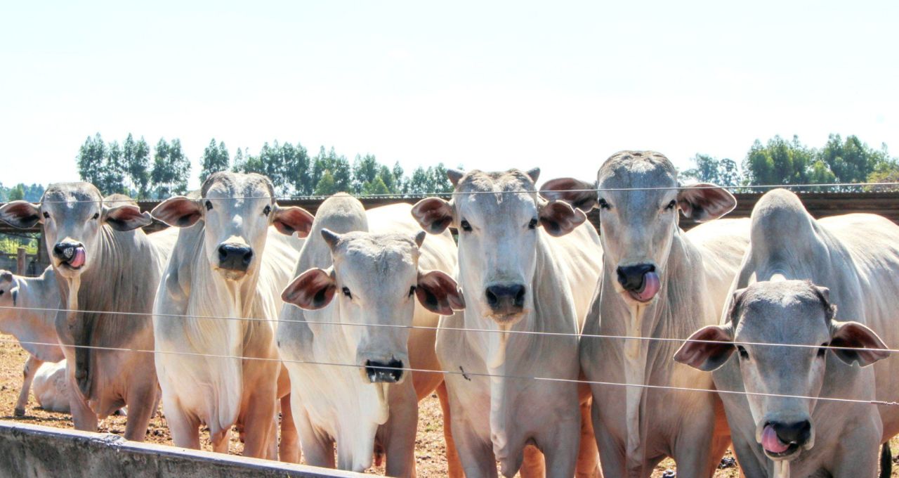 boi gordo frigoríficos carne bovina exportações preços