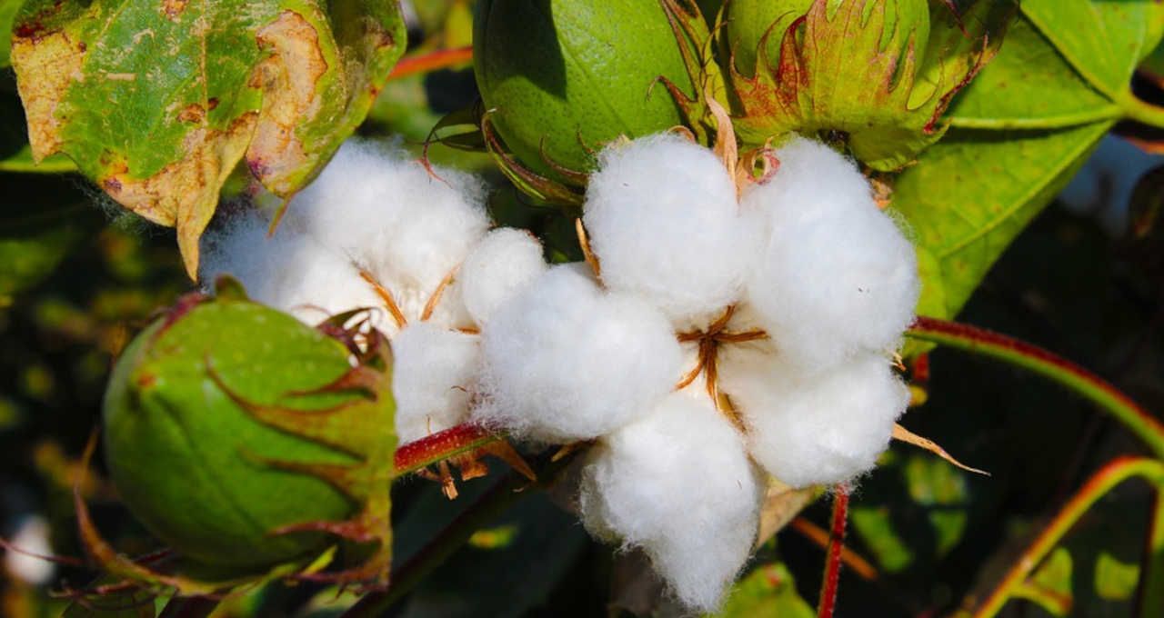 slc agrícola algodão (1)
