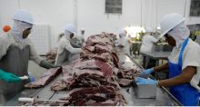 carnes exportações isenção