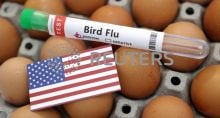 usda gripe aviária