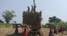 ‘La Niña pode pesar’: O panorama e os obstáculos da safra 2024/2025 de cana-de-açúcar