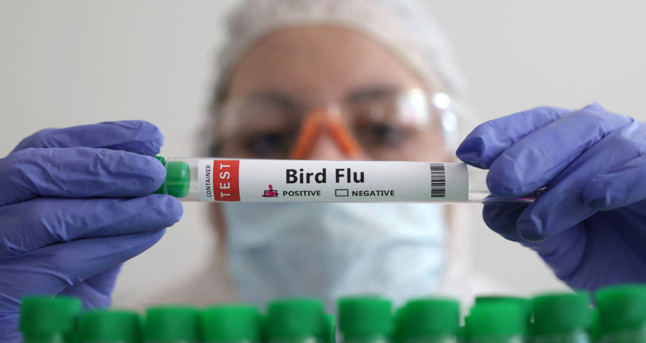 gripe aviária 